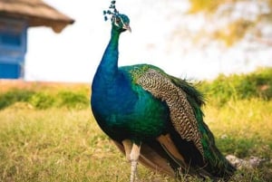 ZANZIBAR : Île de la Prison, Grotte de Salaam et Restaurant The Rock