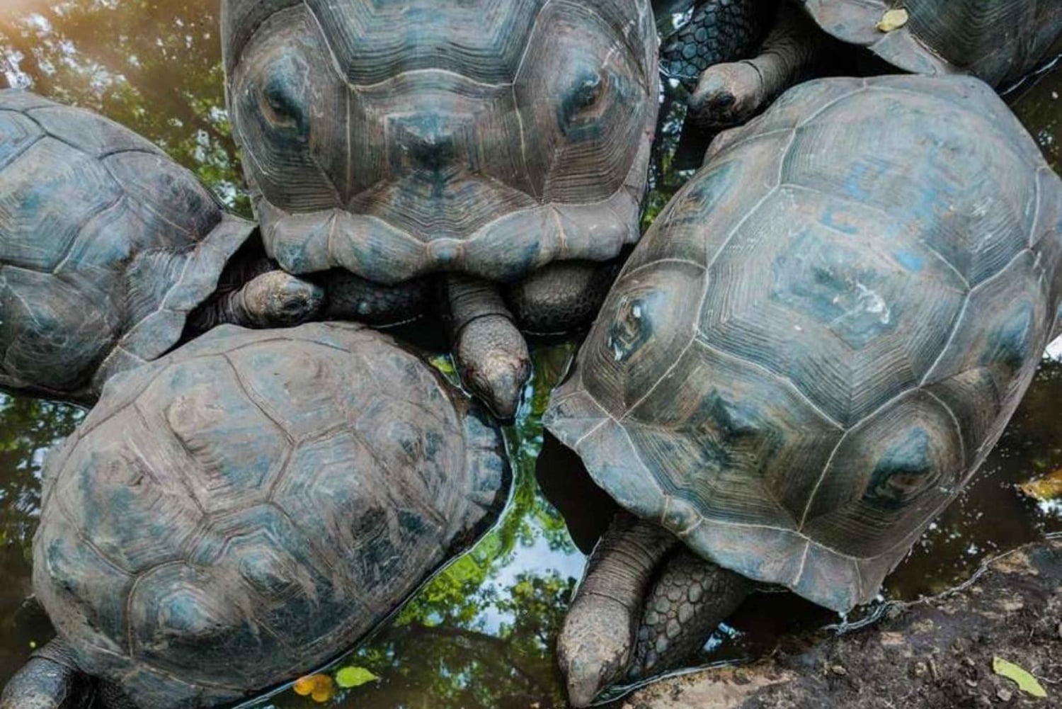 Zanzíbar: isla prisión, santuario de tortugas marinas + playa de Mtende