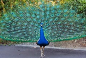 Zanzíbar: isla prisión, santuario de tortugas marinas + playa de Mtende