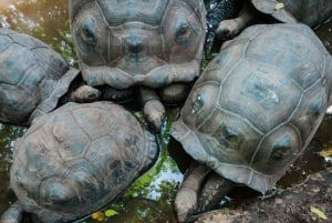 Zanzíbar: isla prisión, santuario de tortugas marinas + playa de Mtende