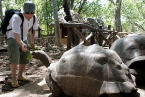 Zanzibar: Prison Island, kryddergård og svømming med skilpadder