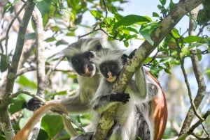 Zanzibar: Prison Island, Spice Farm Tour & Jozani with Lunch