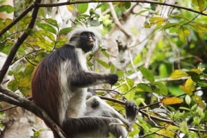 Zanzibar: Prison Island, Spice Farm Tour & Jozani with Lunch