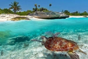 Zanzibar:Mnemba Island Full Day, Live Aquarium Turtle House