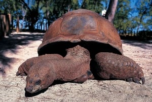 Zanzibar:Mnemba Island Full Day, Live Aquarium Turtle House