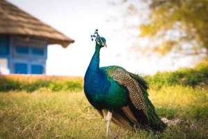 Zanzibar: Prison Island, Stone Town and Jozani National Park