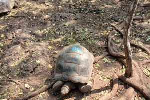 ZANZIBAR: Fängelseön, Stone Town och den tidigare slavmarknaden