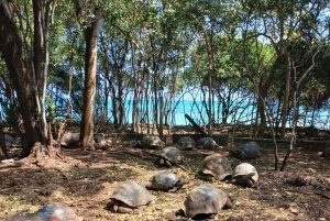 ZANZIBAR: Fängelseön, Stone Town och den tidigare slavmarknaden