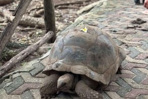 ZANZIBAR: Fangeøya, steinbyen og nattmat MED GUIDE