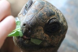 Zanzibar: privétour naar Prison Island en Stone Town + ophaalservice