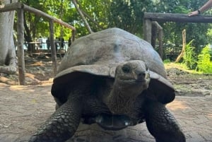 Zanzibar: privétour naar Prison Island en Stone Town + ophaalservice