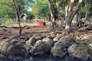 Zanzibar: privétour naar Prison Island en Stone Town + ophaalservice