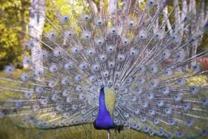 Zanzibar: privétour naar Prison Island en Stone Town + ophaalservice