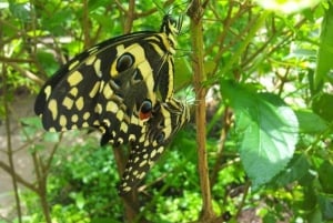 Zanzibar: Wyspa Więźniów, Stone Town i wycieczka po plantacjach przypraw z obiadem