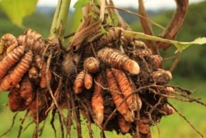 Zanzibar: Wyspa Więźniów, Stone Town i wycieczka po plantacjach przypraw z obiadem