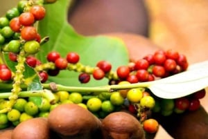 Zanzibar: Wyspa Więźniów, Stone Town i wycieczka po plantacjach przypraw z obiadem