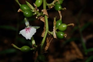 Zanzibar: Wyspa Więźniów, Stone Town i wycieczka po plantacjach przypraw z obiadem