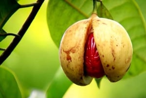 Zanzibar: Wyspa Więźniów, Stone Town i wycieczka po plantacjach przypraw z obiadem