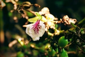 Zanzibar: Wyspa Więźniów, Stone Town i wycieczka po plantacjach przypraw z obiadem