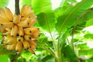 Zanzibar: Wyspa Więźniów, Stone Town i wycieczka po plantacjach przypraw z obiadem