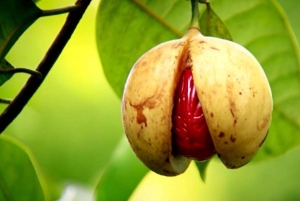 Zanzibar: Fengselsøya, Stone Town og kryddertur med lunsj