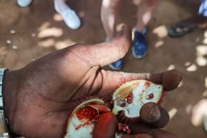 Sansibar: Vankilasaari, kilpikonnia ja mausteita Puolipäiväinen retki