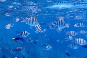 Zanzibar: Tur til fengselsøya med hurtigbåt og snorkling