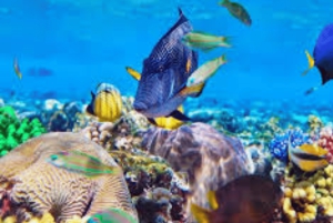 Zanzibar: Prison Island-tur med motorbåt och snorkling