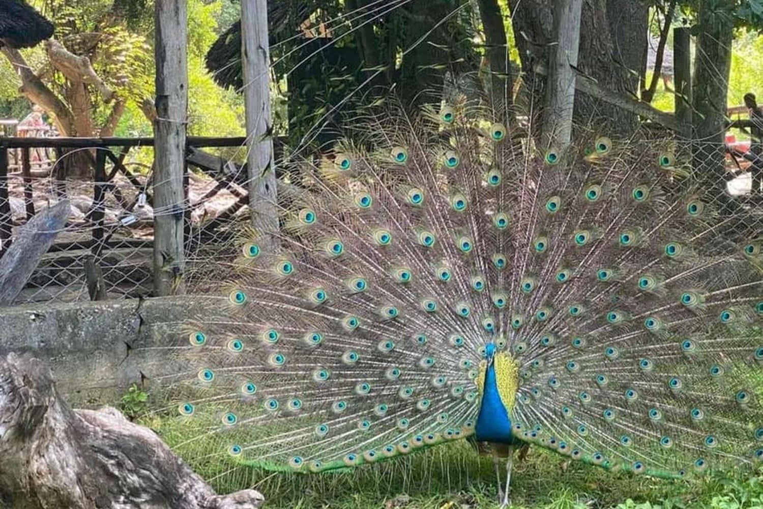 Zanzibar : excursion sur l'île Prison avec tortues géantes et tour en bateau