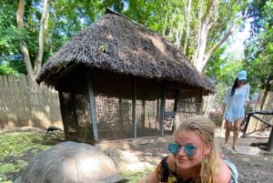 ザンジバル：ゾウガメとボート乗船付きプリズン島ツアー