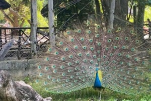 ザンジバル：ゾウガメとボート乗船付きプリズン島ツアー