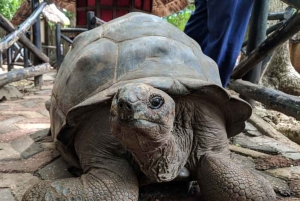 Sansibar: Tour zur Gefängnisinsel mit Schildkrötenreservat