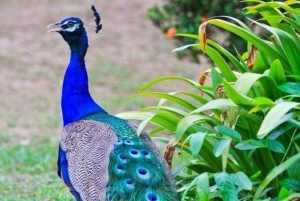 Sansibar: Tour zur Gefängnisinsel mit Schildkrötenreservat