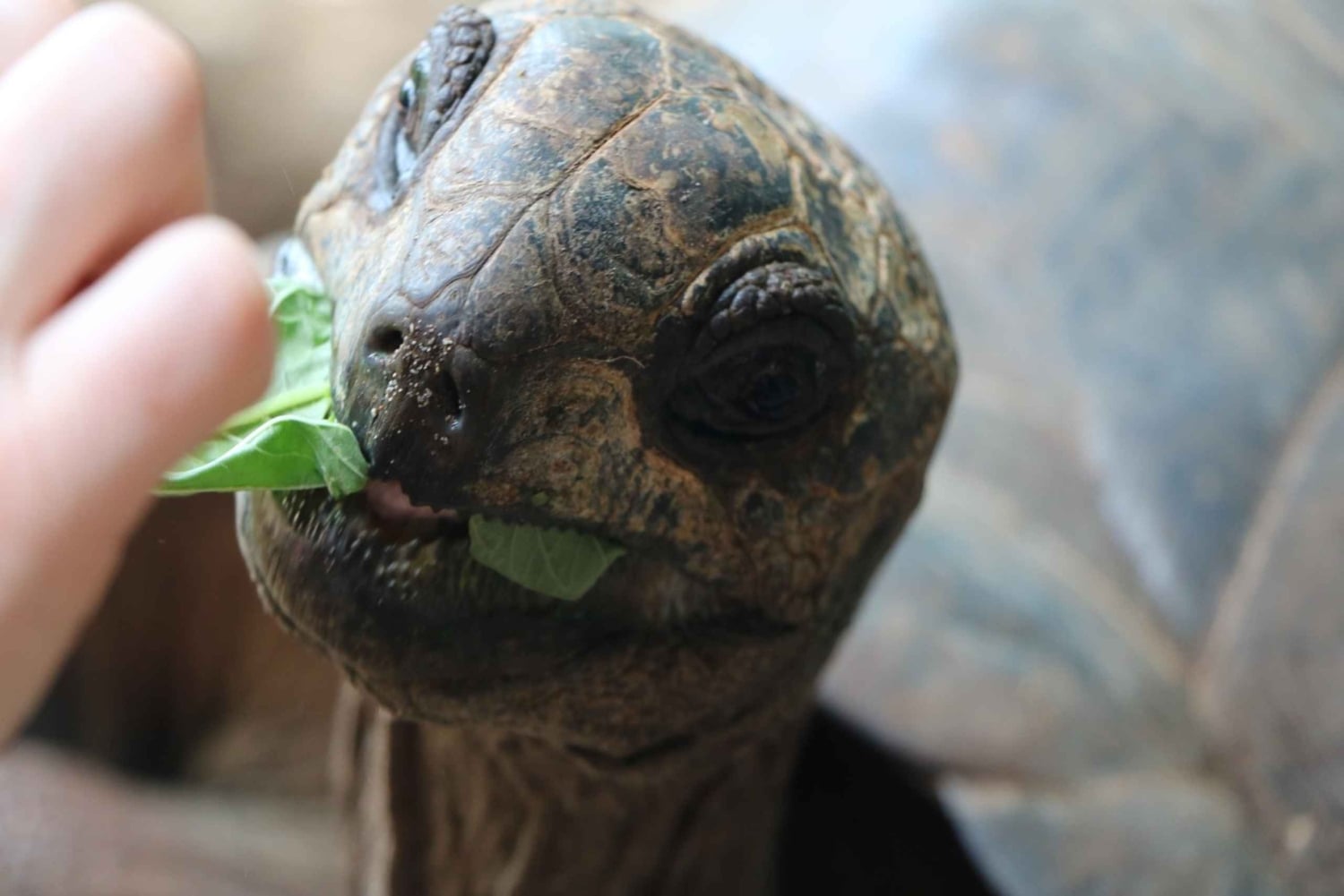 Zanzibar : Prison Island Tour