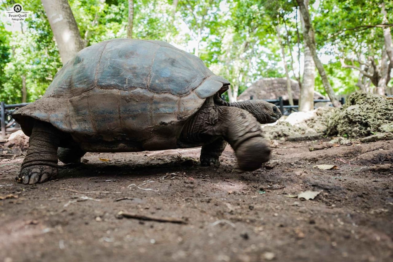 Zanzibar : Prison Island Tour