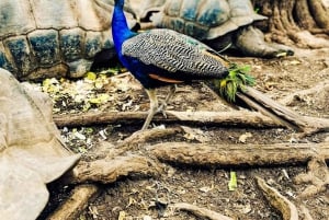 Zanzibar: Wyspa Więzienna i gigantyczne żółwie z odbiorem