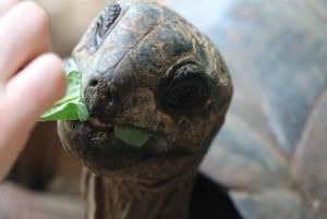 Zanzibar : Prison Island Tour