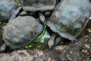 Zanzibar : Prison Island Tour