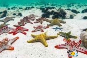 Zanzíbar: snorkel en la laguna azul y estrellas de mar
