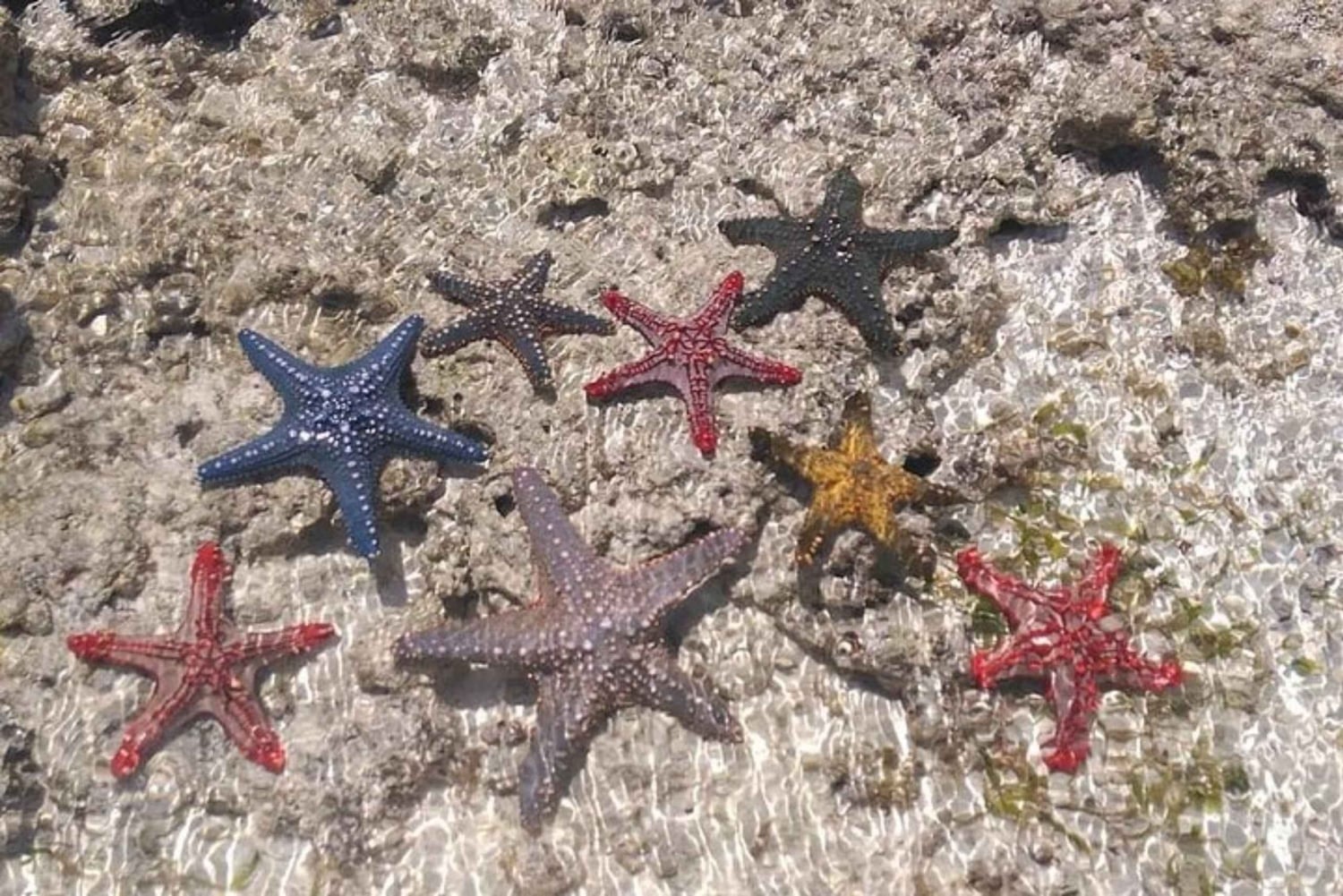 Zanzibar: Yksityinen sininen laguuni ja meritähtien snorklausretki