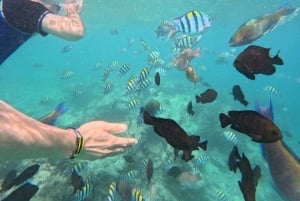 Zanzibar: Yksityinen sininen laguuni ja meritähtien snorklausretki