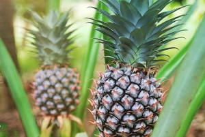 Zanzibar: Lufthavnstransport tur/retur til/fra hoteller