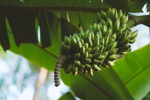 Zanzibar: tour privato di mezza giornata dei frutti tropicali e delle spezie