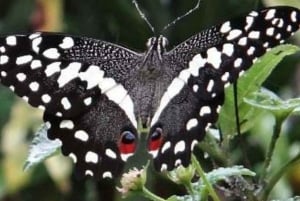 Zanzibar : forêt privée de Jozani, papillons et tortues