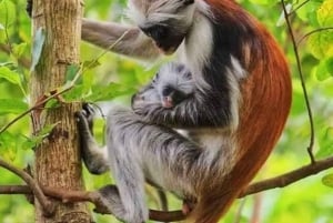 Zanzibar : forêt privée de Jozani, papillons et tortues