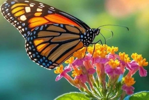 Zanzibar : forêt privée de Jozani, papillons et tortues