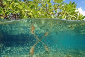 Zanzibar : forêt privée de Jozani, grotte de Kuza et restaurant Rock