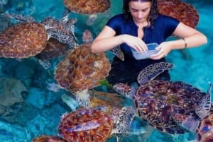 Zanzibar: Yksityinen Mnemban delfiinisafari ja kilpikonnien kanssa uiminen