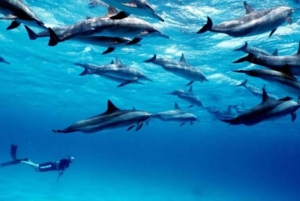 Zanzibar: Privat delfinsafari og snorkling ved Mnemba