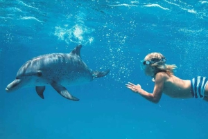 Zanzibar: Privat delfinsafari og snorkling ved Mnemba